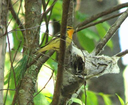Blackburnian warbler   Photo D. Brown