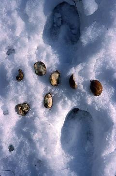 Acorn feeding by deer Photo D. Brown