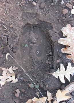 Elk track and Gambel's oak leaves, Munns Plateau, AZ-Photo D. Brown