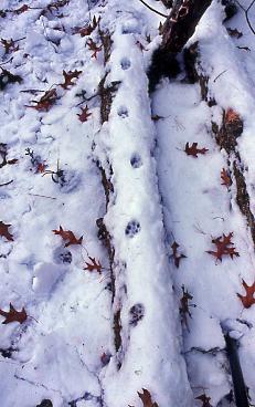 Gray fox log walk  Photo D. Brown