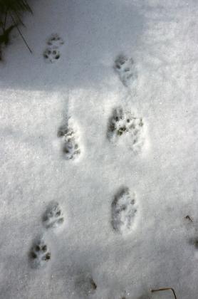 Gray fox and fisher trails at Breakheart  Photo D. Brown