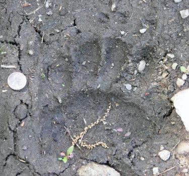 Black bear left front print, Princeton MA