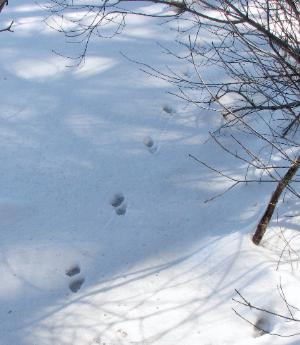 Mink trail at pondside  Photo D. Brown