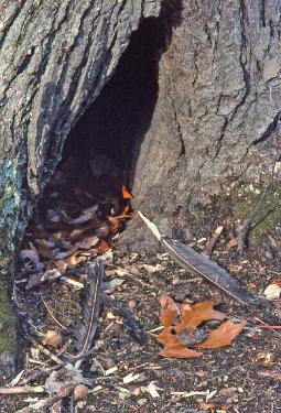 Mink predation, Andover MA