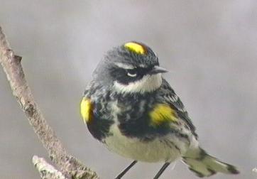 Myrtle Warbler, male.  Video still by  D Brown