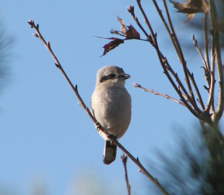 Northern shrike  Photo D. Brown