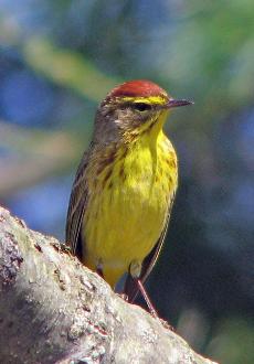 Palm warbler Apr 08, Warwick MA