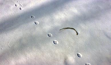 Red fox trotting trail Photo D. Brown
