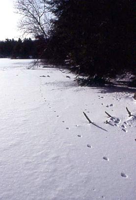 Red fox walk on Breakeart pond Photo D. Brown
