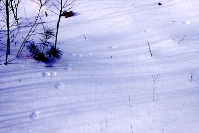 Red fox scnet marking Photo D. Brown