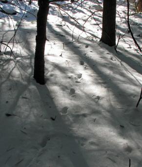 Red fox walking trail in snow  Photo D. Brown