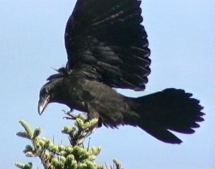 Raven  Photo D. Brown