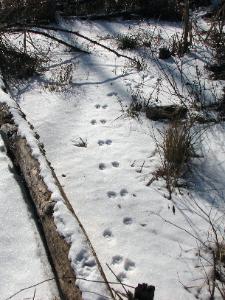Raccoon trail on beaver pond  Photo D. Brown