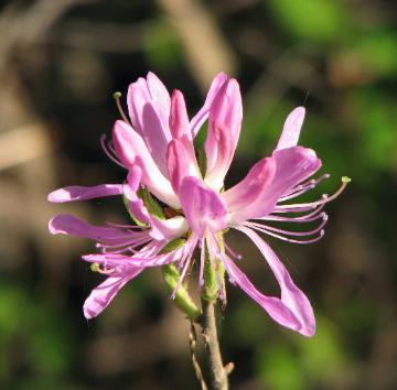 Rhodora  Photo D. Brown