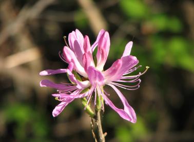 Rhodora  Photo D.Brown
