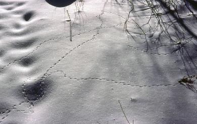 Shrew trails on snow  Photo D. Brown