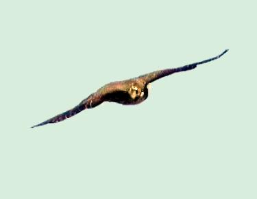 Migrating merlin, Video still D.Brown