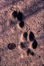 E. coyote trot pattern Photo D. Brown